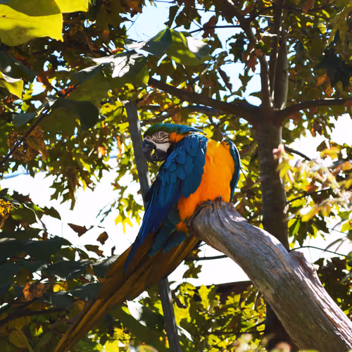 Blue and orange Parrot