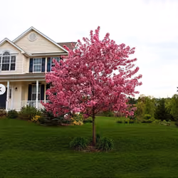 Crab Apple Tree