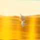 340282366920938463463374607431768211473