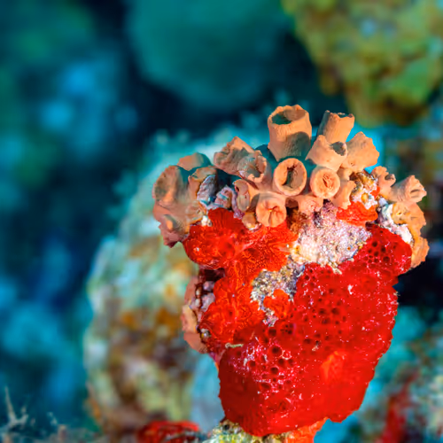 Underwater Photography - vYyxoIR2YG