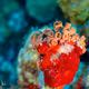 Underwater Photography - vYyxoIR2YG