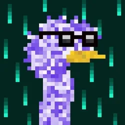 Canto Longneck #1064