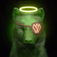 Wolf #946