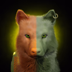 Wolf #903