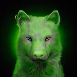 Wolf #1503