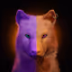 Wolf #3245