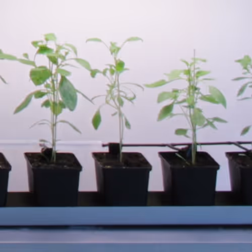 Terra0 Flowertoken