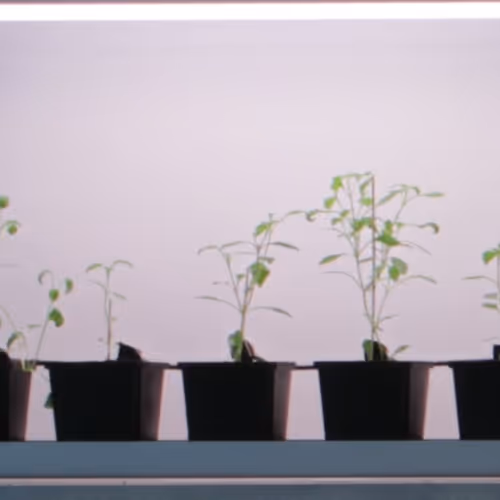 Terra0 Flowertoken