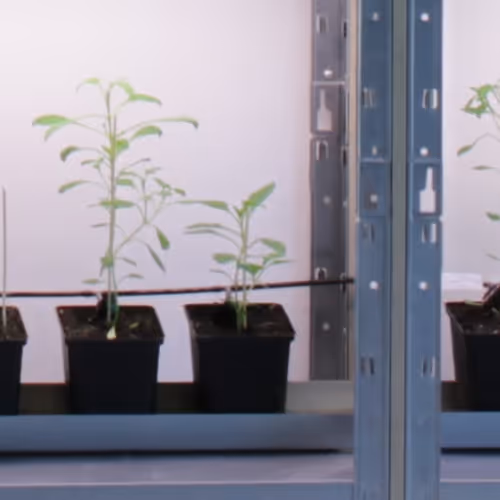 Terra0 Flowertoken