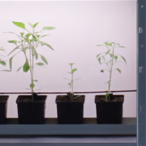 Terra0 Flowertoken