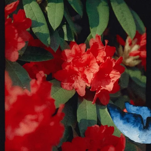 Flutter 1