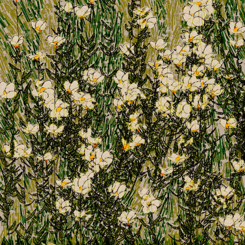 Tree Poppies