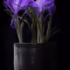 Crocus 04 Purple