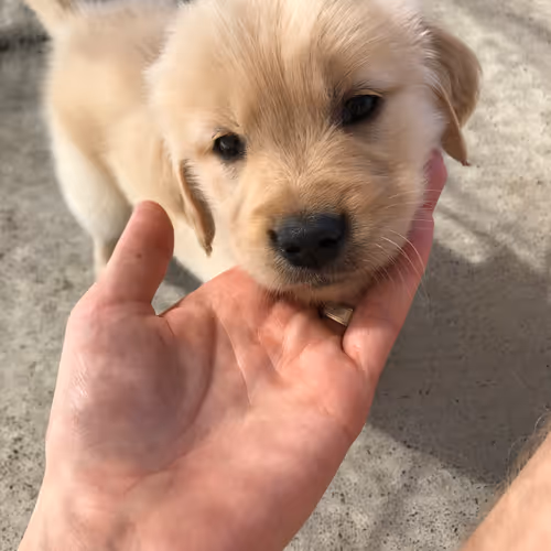 DOGTRACT