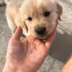 DOGTRACT