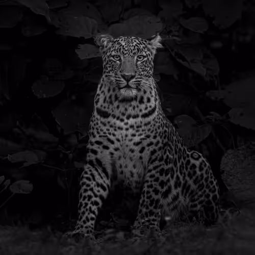 Noir Queen