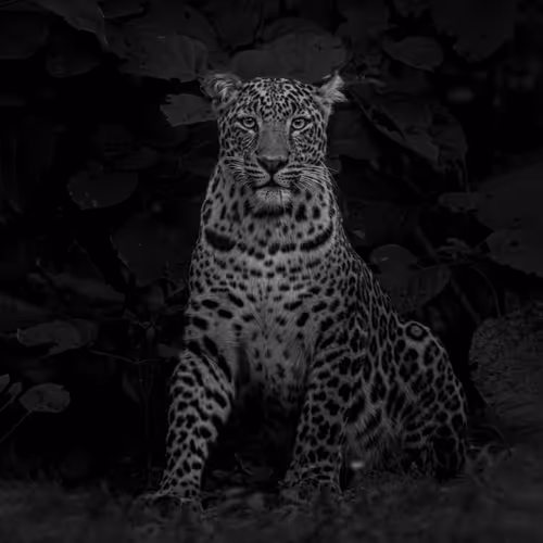 Noir Queen
