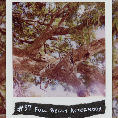#37 FULL BELLY AFTERNOON