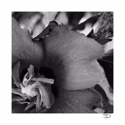 81