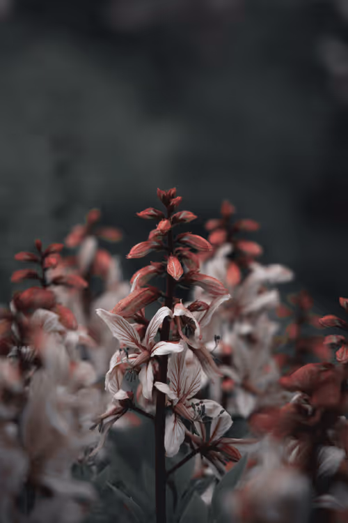 Item #115784537082066176392100454631325877941 Media