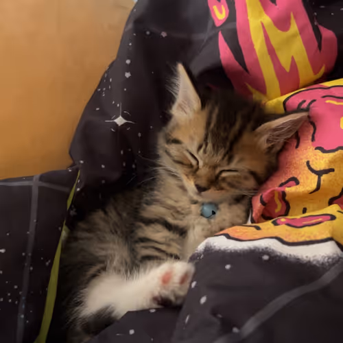 GIZMO