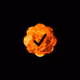  Checks Burn 11
