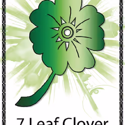 7 Leaf Clover
