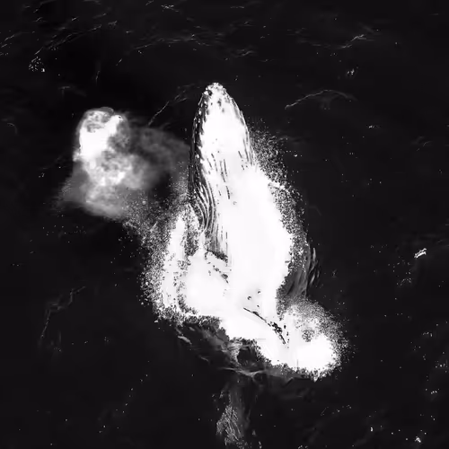 Shadows of the Pacific