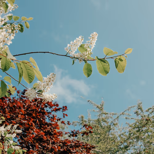 Bird Cherry 1