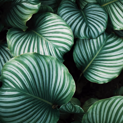 Nature Collection 39