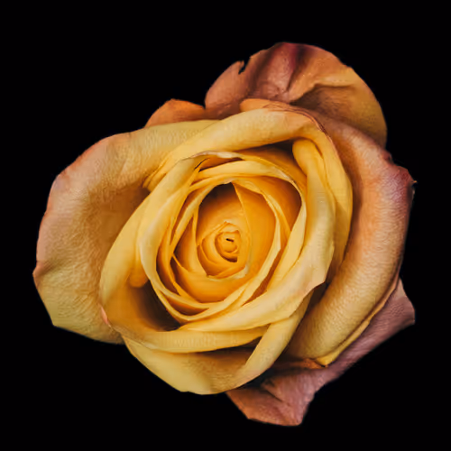 Aroseisarose