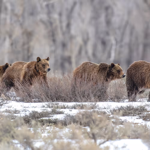 Brynn Alise Airdrops