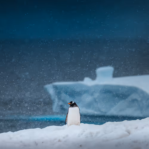 Antarctica The Last Continent