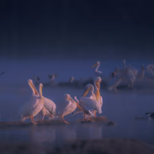 Journey To The Wild