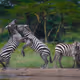 Journey to the Wild