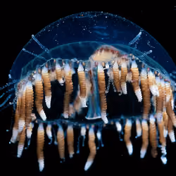 Invisible Oceans #94: Olindias phosphorica III