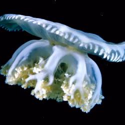 Invisible Oceans #3: Casseopia I