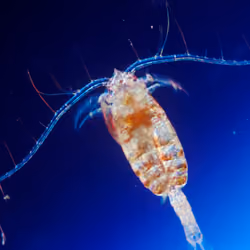 Invisible Oceans #86: Calanus I