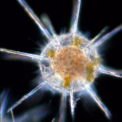 Invisible Oceans #44: Radiolarian III