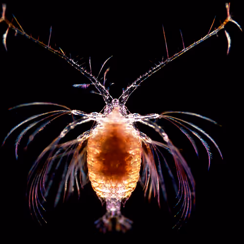 Invisible Oceans Founder's Collection