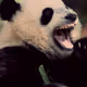 Panda´s lover