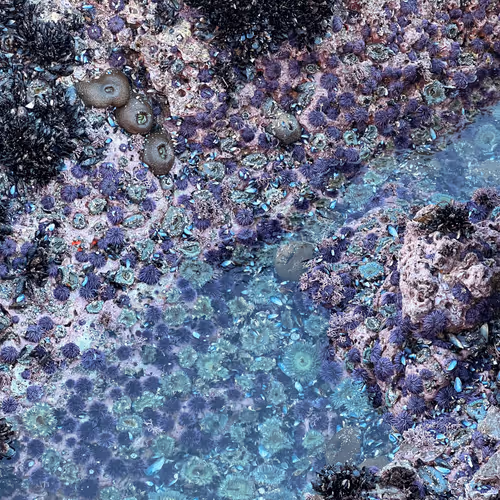 Tide Pools V2