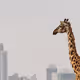 Nairobi Towers