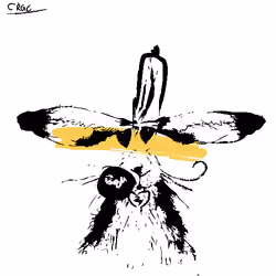 Careless Rabbit #60