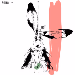Careless Rabbit #392