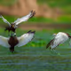 Birds Of India