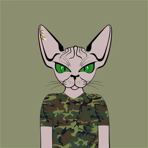 Toronto Sphynx Cats V2