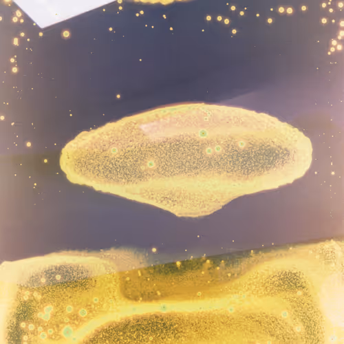 Invite The Unknown
