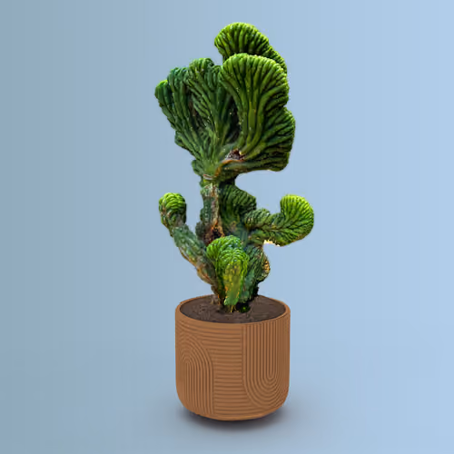 Item #2943 Media