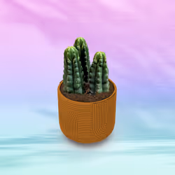 5251